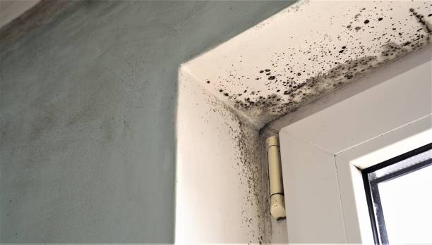 Best Asbestos and Lead Testing During Mold Inspection  in Madison, AL