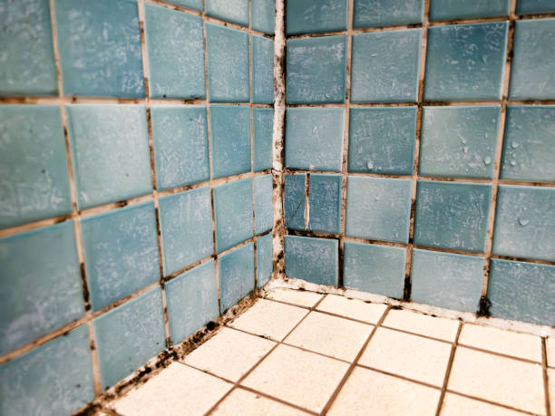 Reliable Madison, AL Mold Removal Solutions