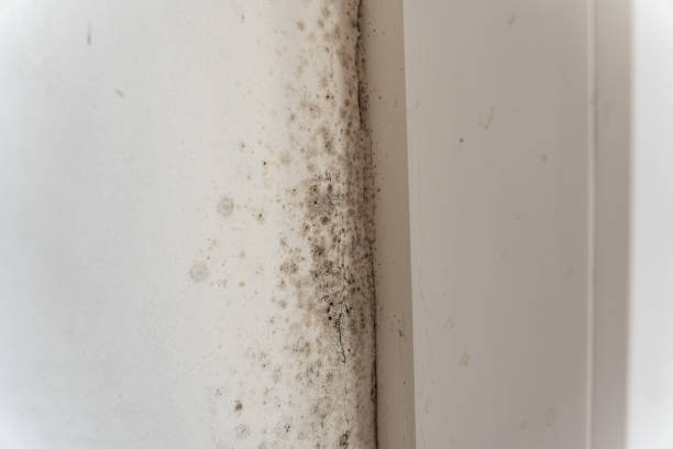 Asbestos and Lead Testing During Mold Inspection in Madison, AL