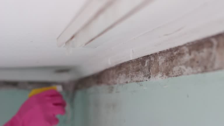 Best Mold Prevention Services  in Madison, AL